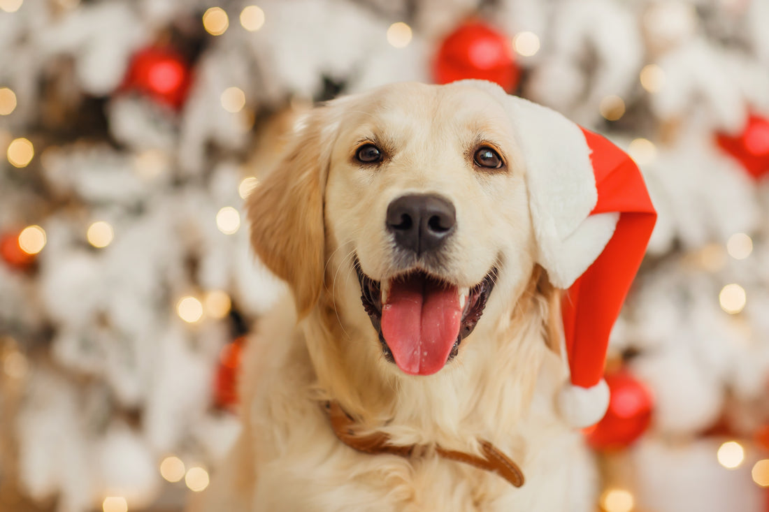 Christmas Training For Dogs