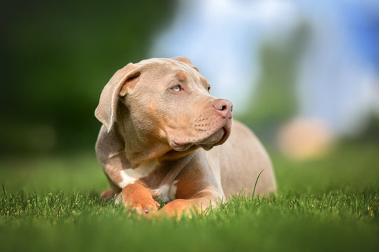 XL Bully Puppy